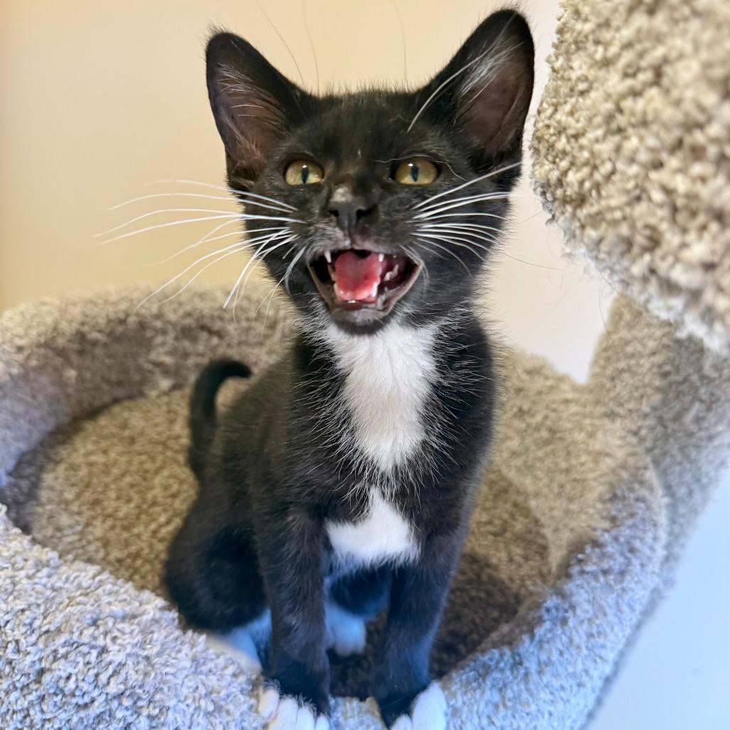 Ramen, a Adoptable Domestic Short Hair in Agoura Hills, CA image 6/6
