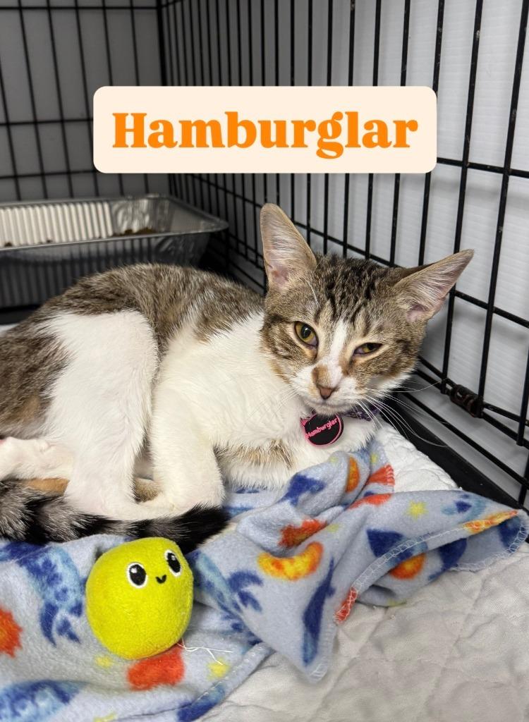 Enlarge Hamburgler, a Adoptable mixed breed in Rome, GA image 1/1