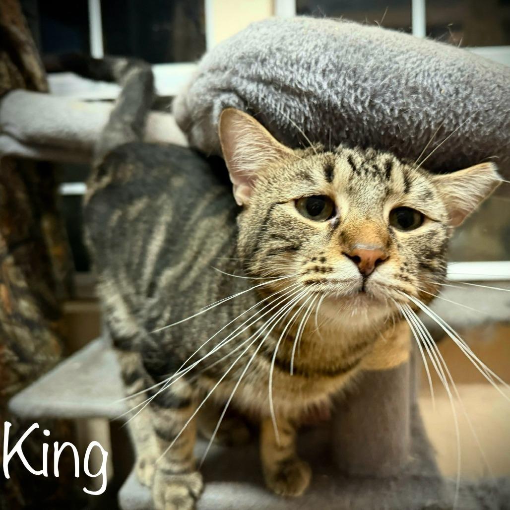 Enlarge King, a Adoptable Domestic Short Hair in Tulsa, OK image 2/5