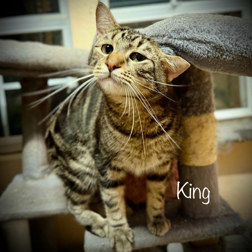 Enlarge King, a Adoptable Domestic Short Hair in Tulsa, OK image 4/5