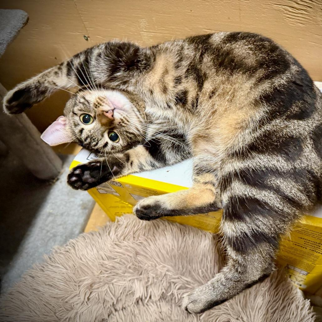 Enlarge King, a Adoptable Domestic Short Hair in Tulsa, OK image 5/5