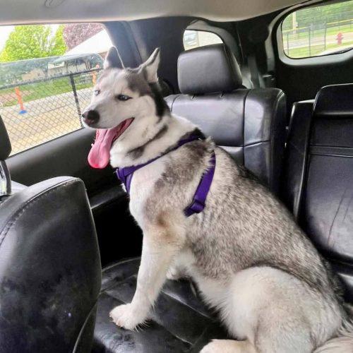 Enlarge Fiona, a Adoptable Husky in Elizabeth, IL image 5/6