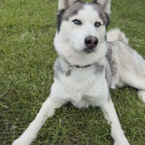 Enlarge Fiona, a Adoptable Husky in Elizabeth, IL image 1/6