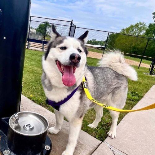 Fiona, Adoptable, Adult Female Husky.