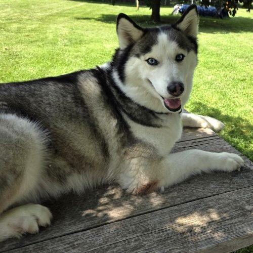 Enlarge Fiona, a Adoptable Husky in Elizabeth, IL image 3/6