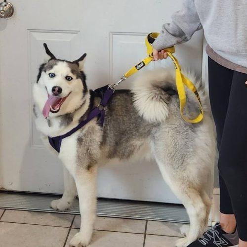 Enlarge Fiona, a Adoptable Husky in Elizabeth, IL image 4/6