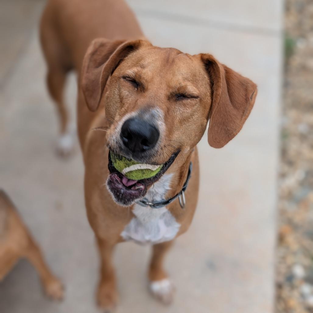 Dolly(BAS)_bonded w Daisy(BAS), Adoptable, Adult Female Coonhound.