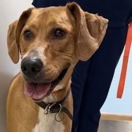 Dolly(BAS)_bonded w Daisy(BAS), Adoptable, Adult Female Coonhound.