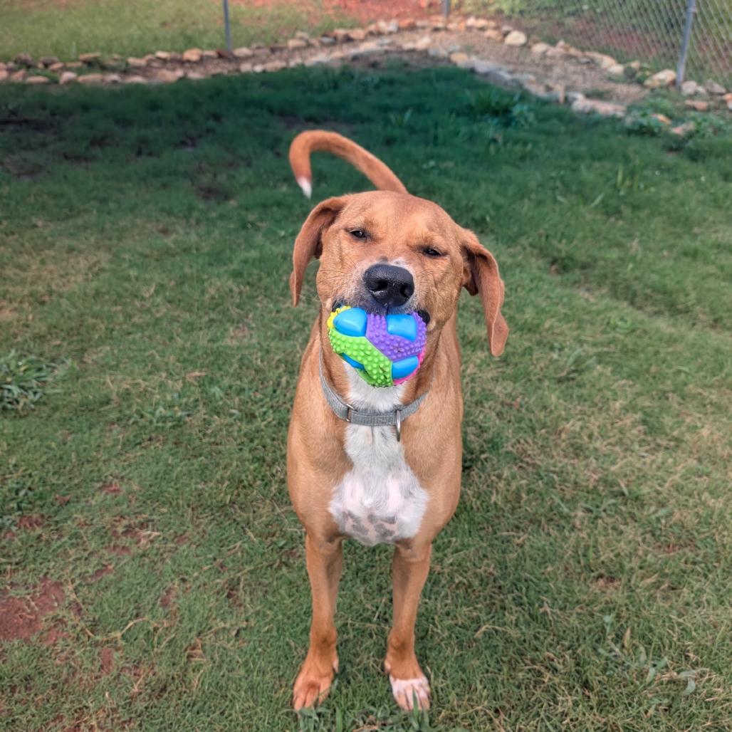 Dolly(BAS), a Adoptable Coonhound in Lenoir, NC image 2/6