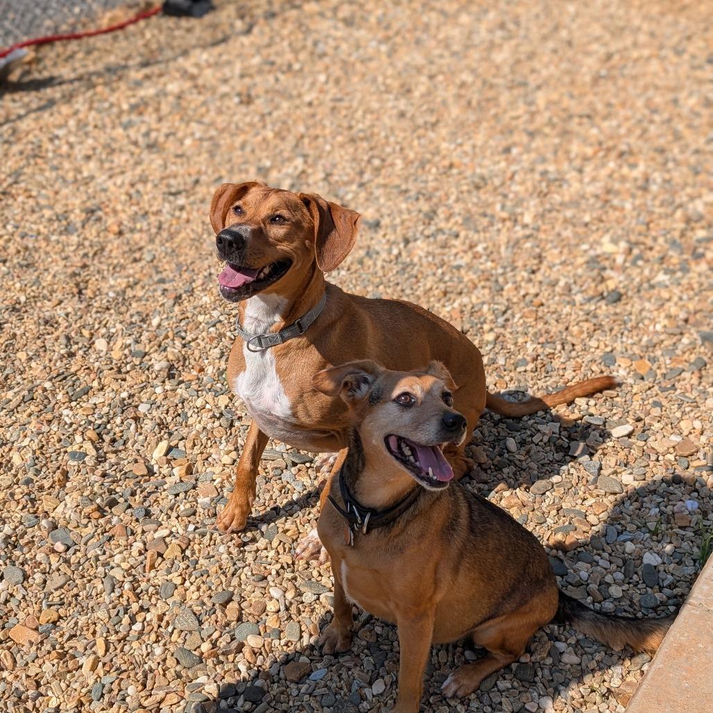 Dolly(BAS)_bonded w Daisy(BAS), a Adoptable Coonhound in Lenoir, NC image 3/6