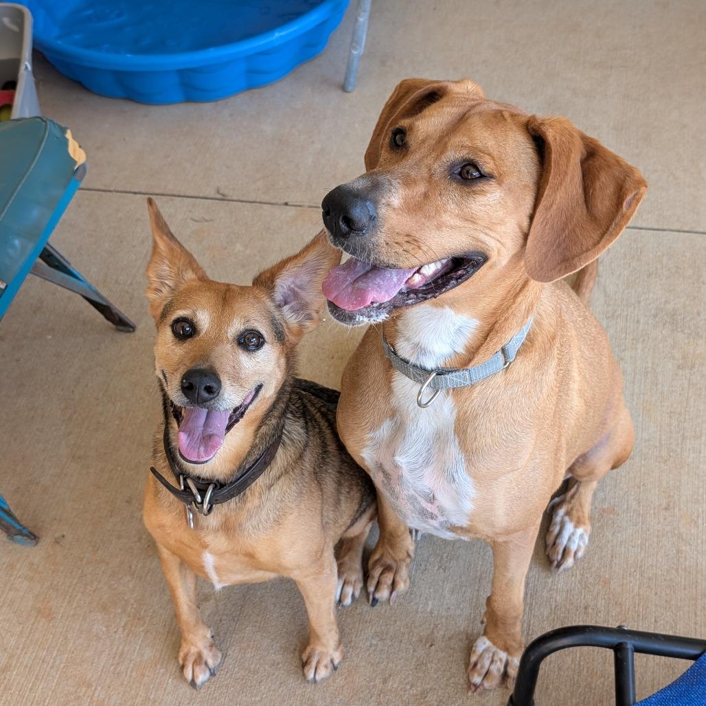 Dolly(BAS)_bonded w Daisy(BAS), a Adoptable Coonhound in Lenoir, NC image 4/6