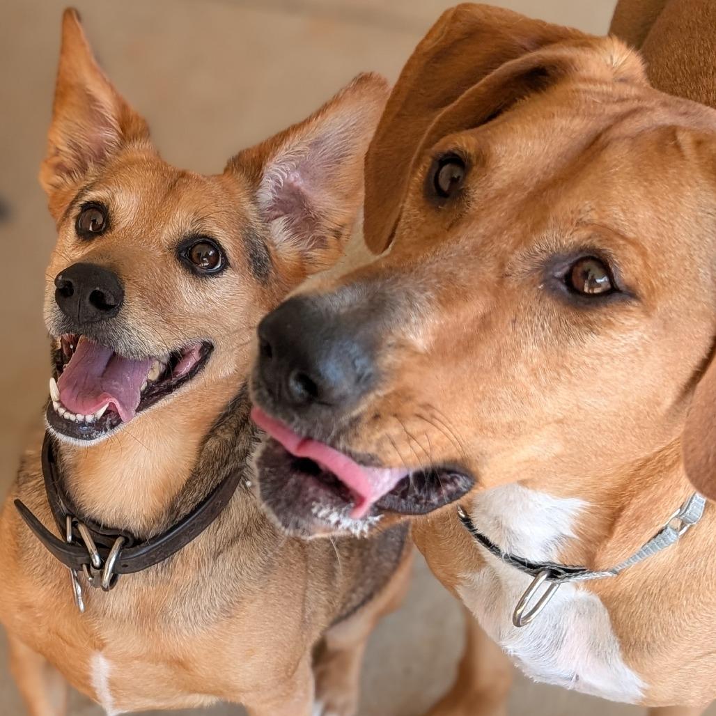 Dolly(BAS)_bonded w Daisy(BAS), a Adoptable Coonhound in Lenoir, NC image 5/6