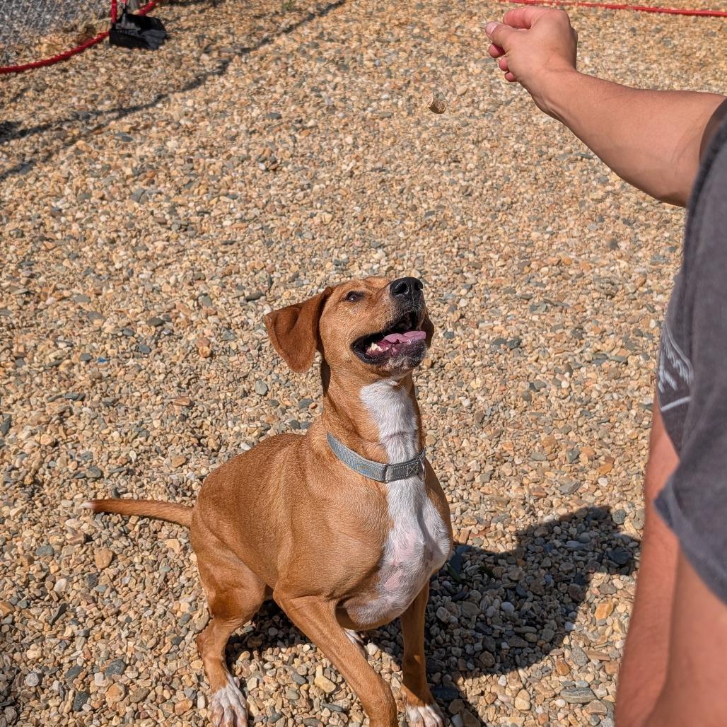 Dolly(BAS)_bonded w Daisy(BAS), a Adoptable Coonhound in Lenoir, NC image 6/6