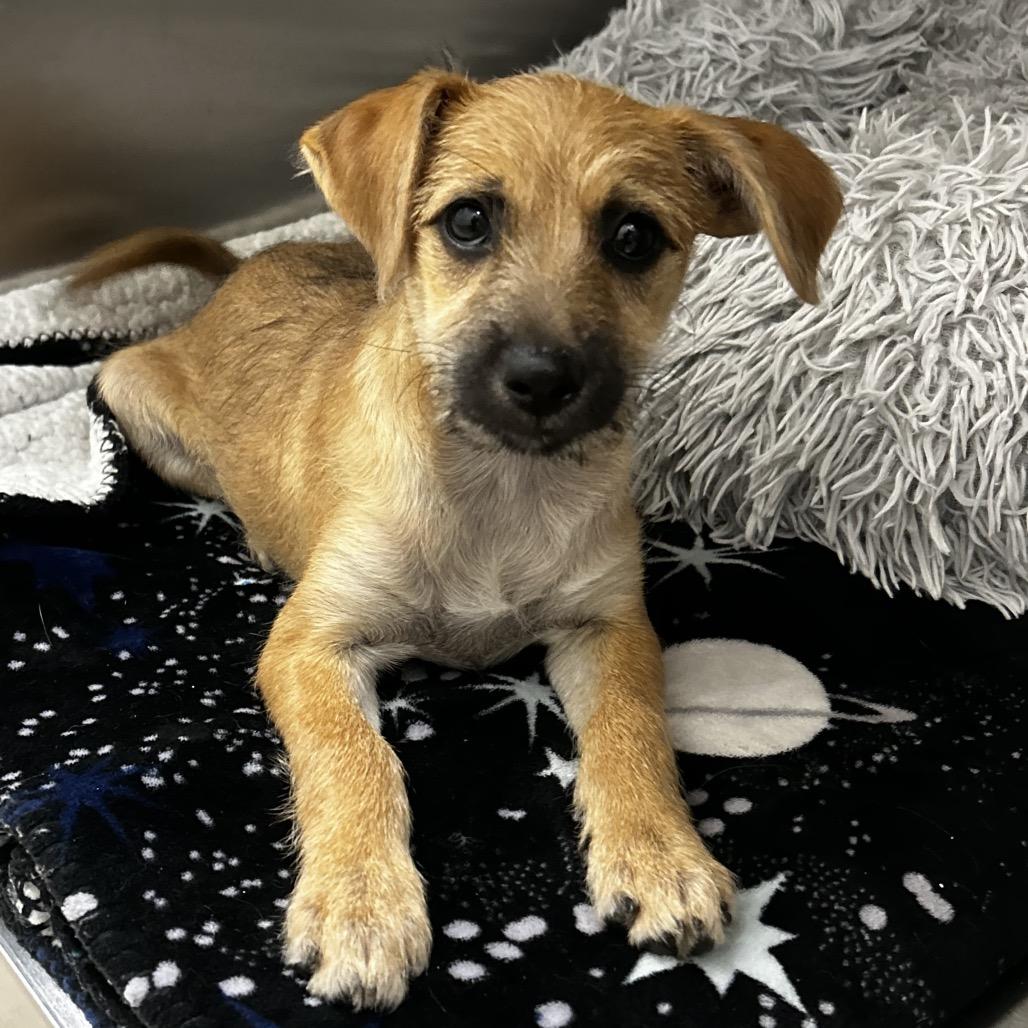 TILLY, Adoptable, Puppy Female Terrier & Mixed Breed.