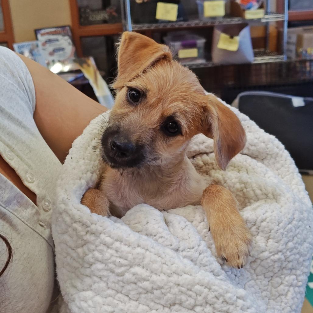 Enlarge TILLY, a Adoptable mixed breed in Upland, CA image 2/2