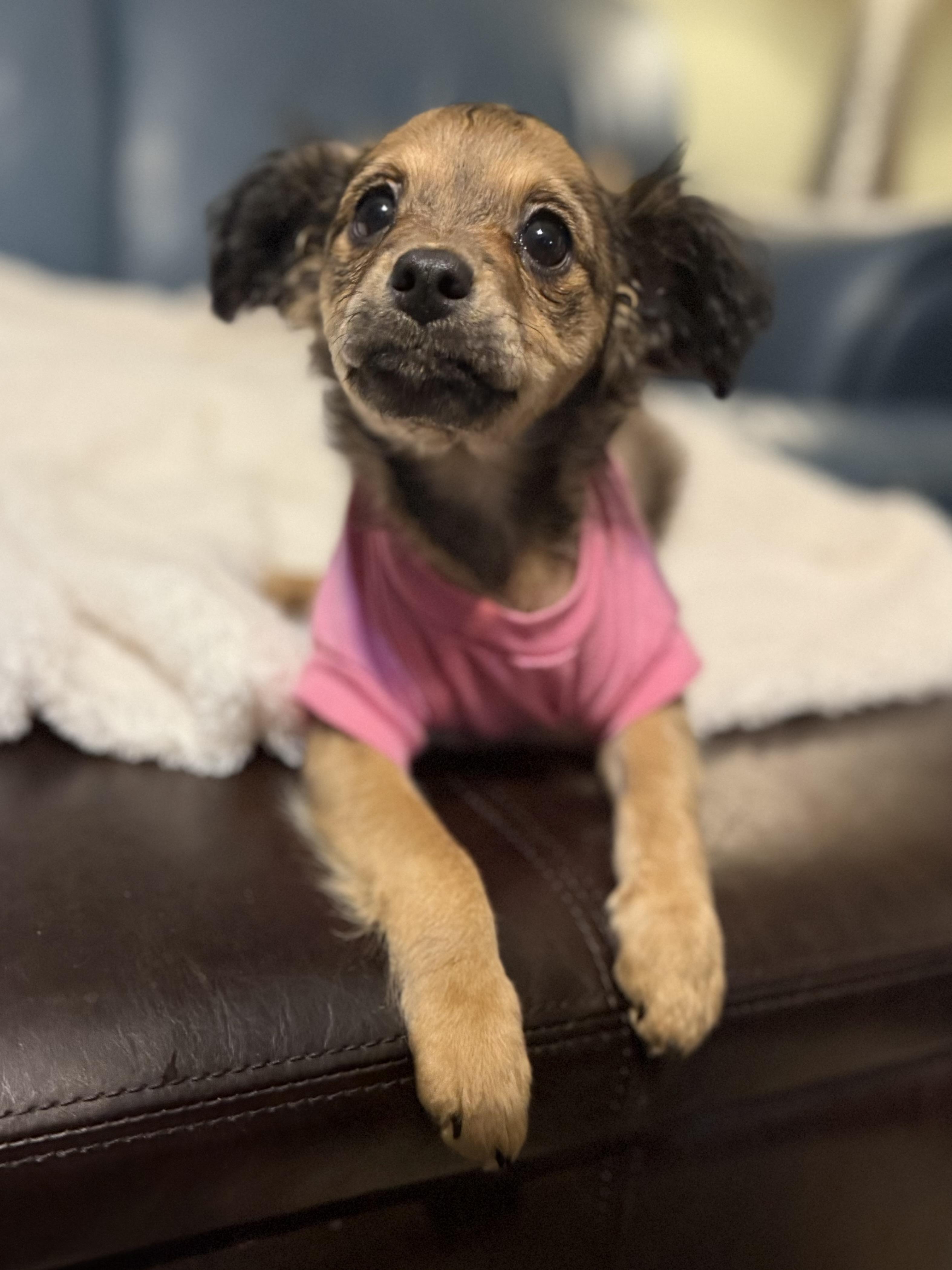 Enlarge Paisley, a Adoptable mixed breed in Raphine, VA image 4/6