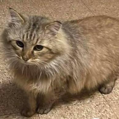 Ginger now Leo (26-285), Adoptable, Young Male Domestic Long Hair.