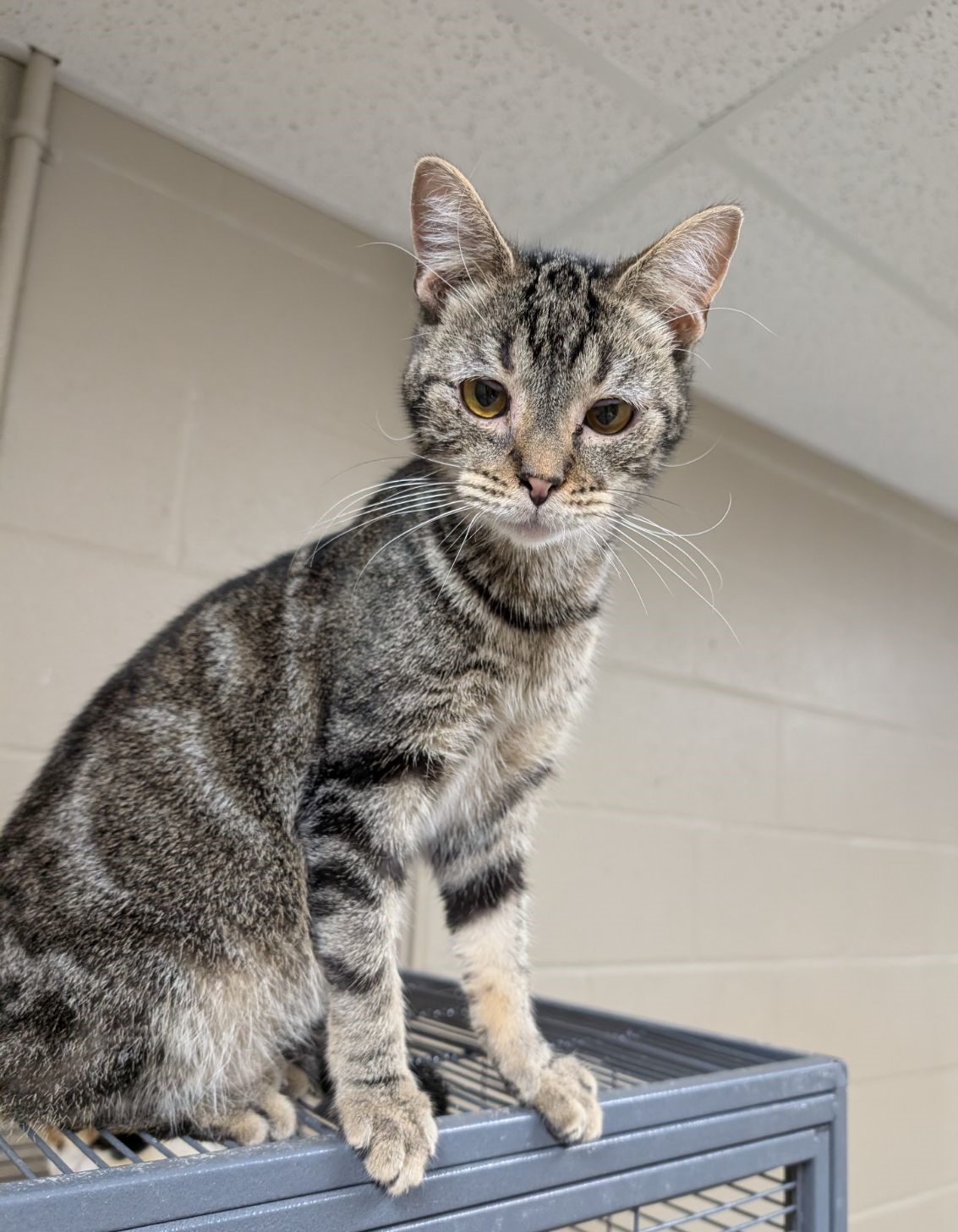 Kyson, Adoptable, Young Male Domestic Short Hair.