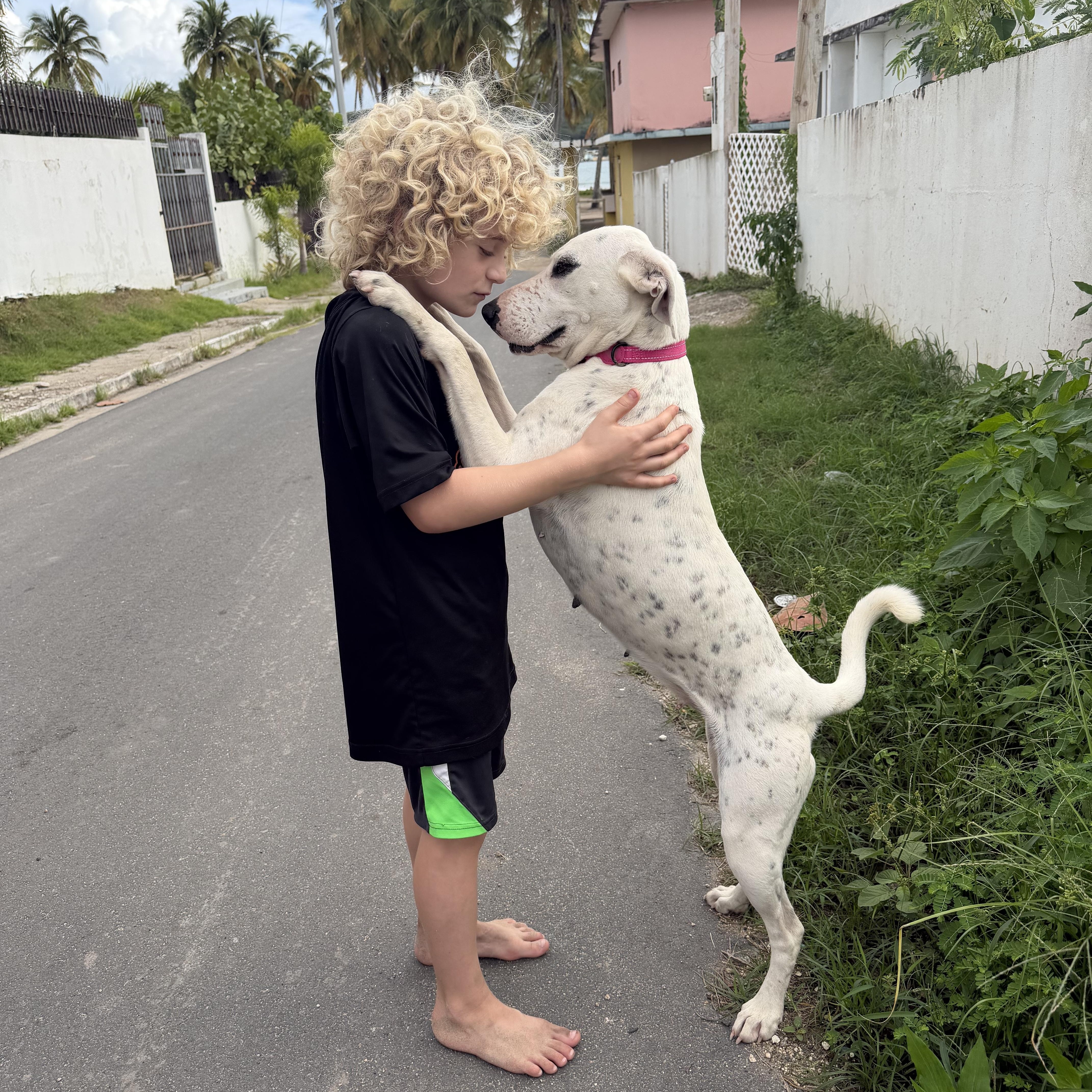 Bella, Adoptable, Adult Female Dalmatian & Labrador Retriever.
