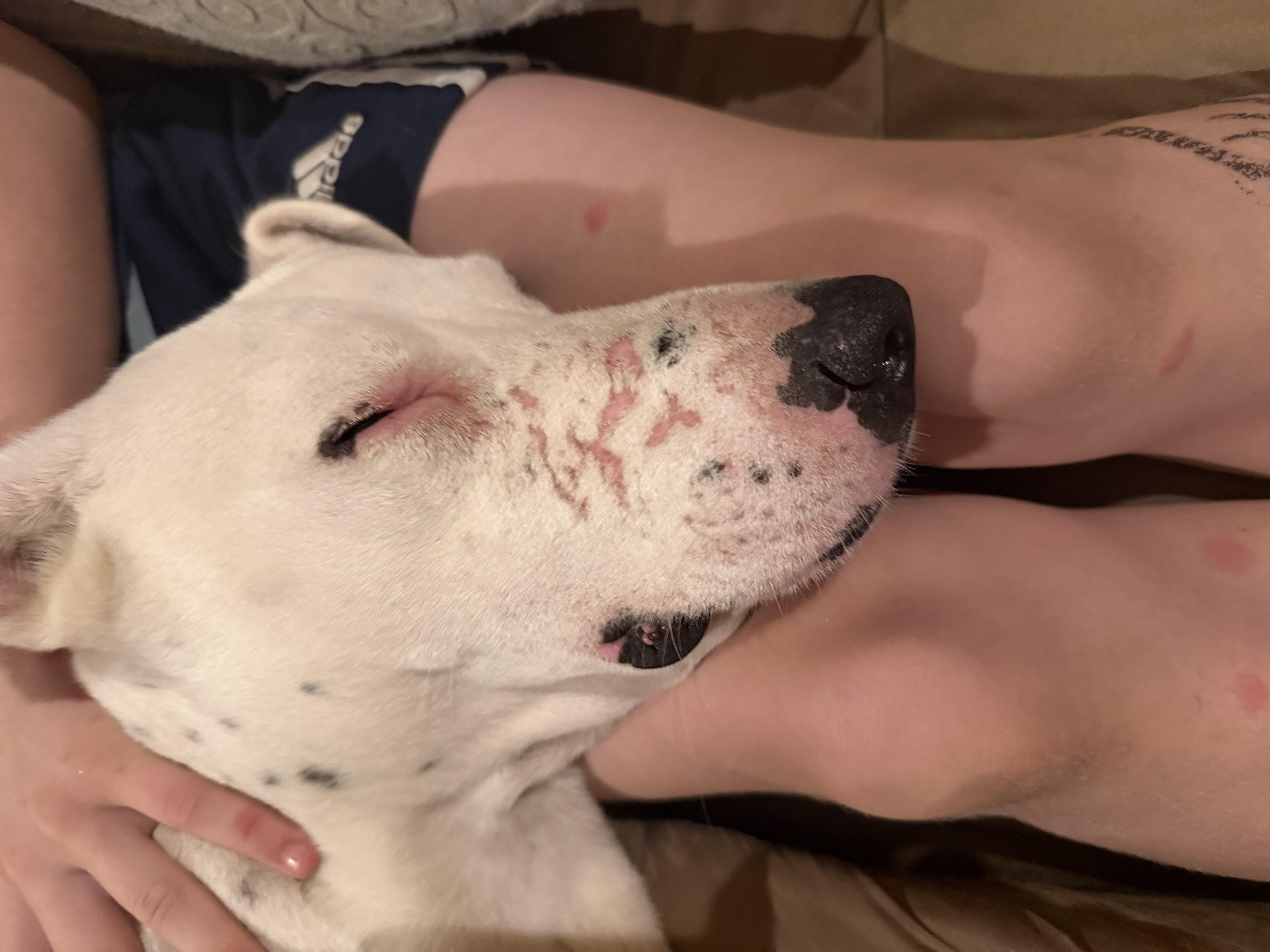 Enlarge Bella, a Adoptable mixed breed in Ridgefield, CT image 5/6