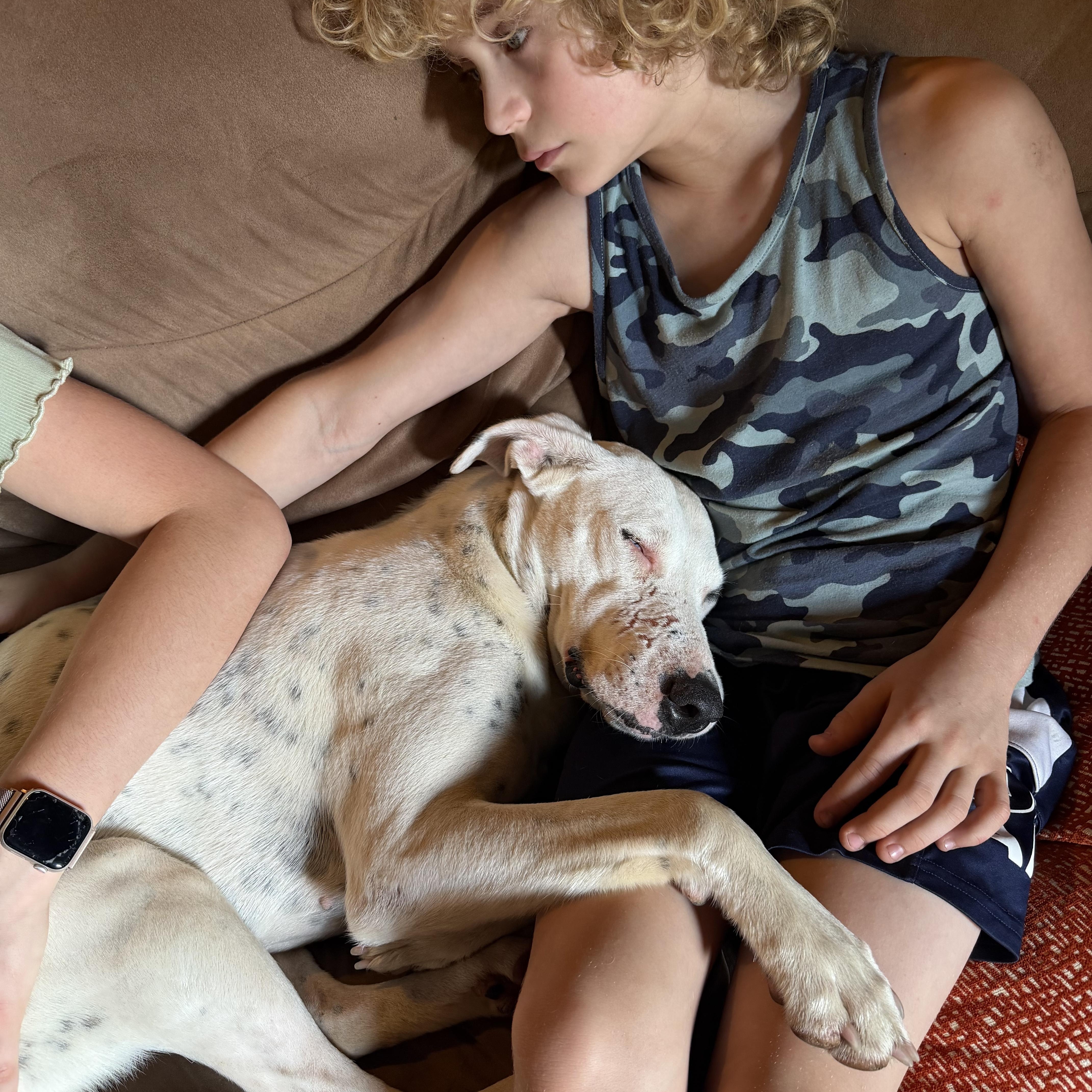 Bella, adopted, Adult Female Dalmatian & Labrador Retriever.