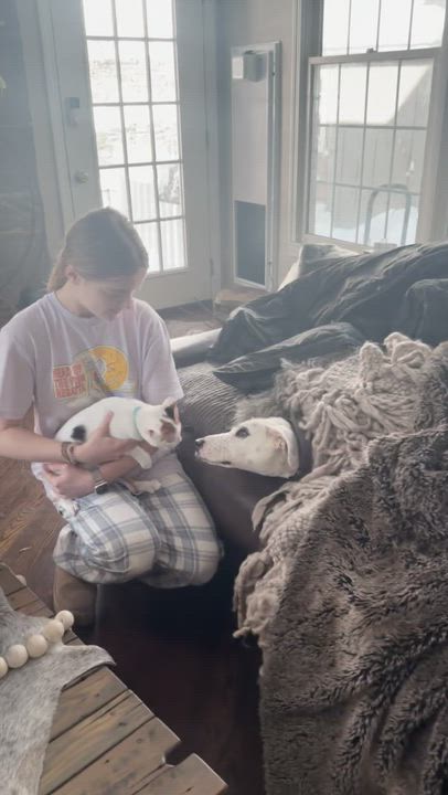 Enlarge Bella, an adopted mixed breed in Ridgefield, CT video 6/6