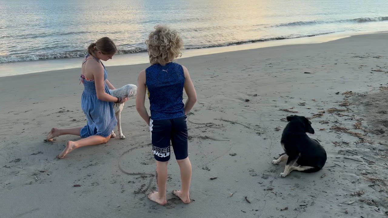 Enlarge Bella, a Adoptable mixed breed in Ridgefield, CT video 3/6