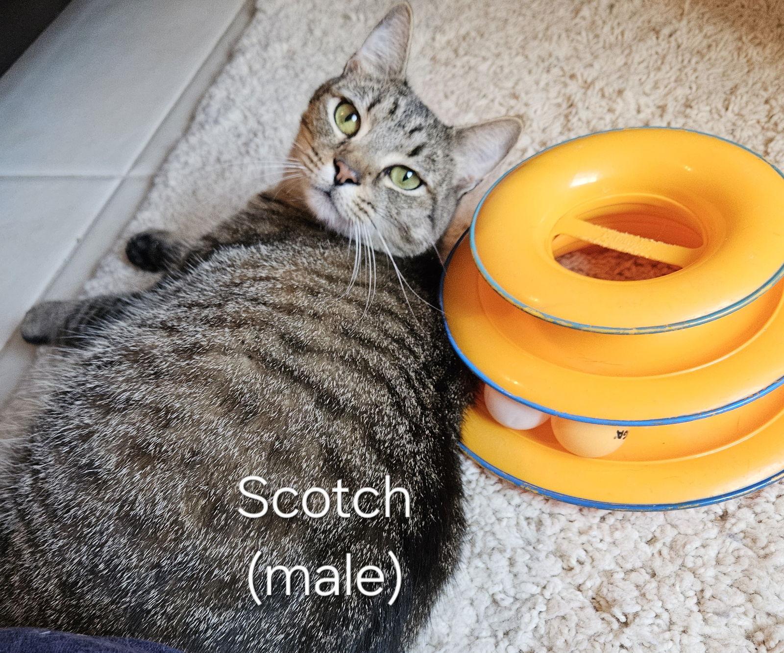 Scotch, Adoptable, Adult Male Tabby.