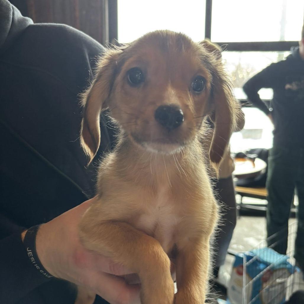 Butter, Adoptable, Puppy Male Chihuahua & Mixed Breed.