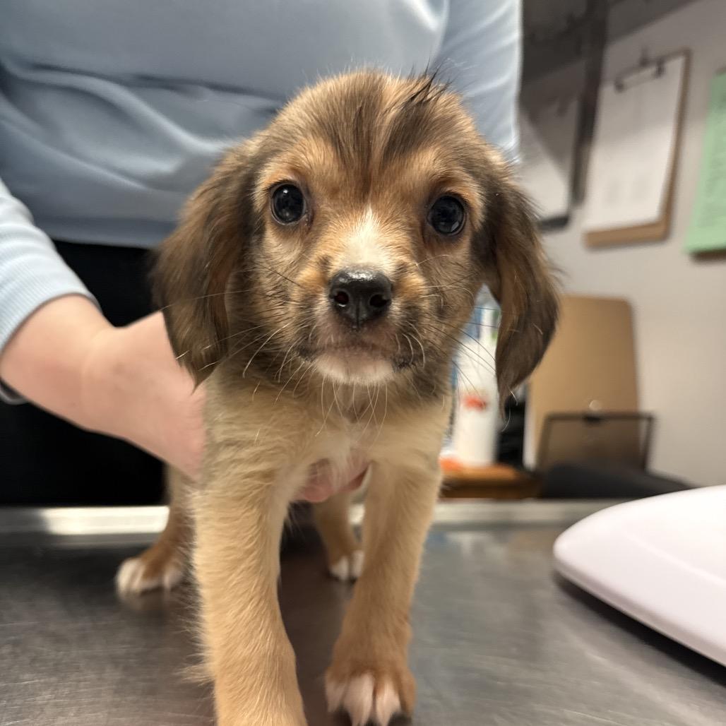 Butter, Adoptable, Puppy Male Chihuahua & Mixed Breed.
