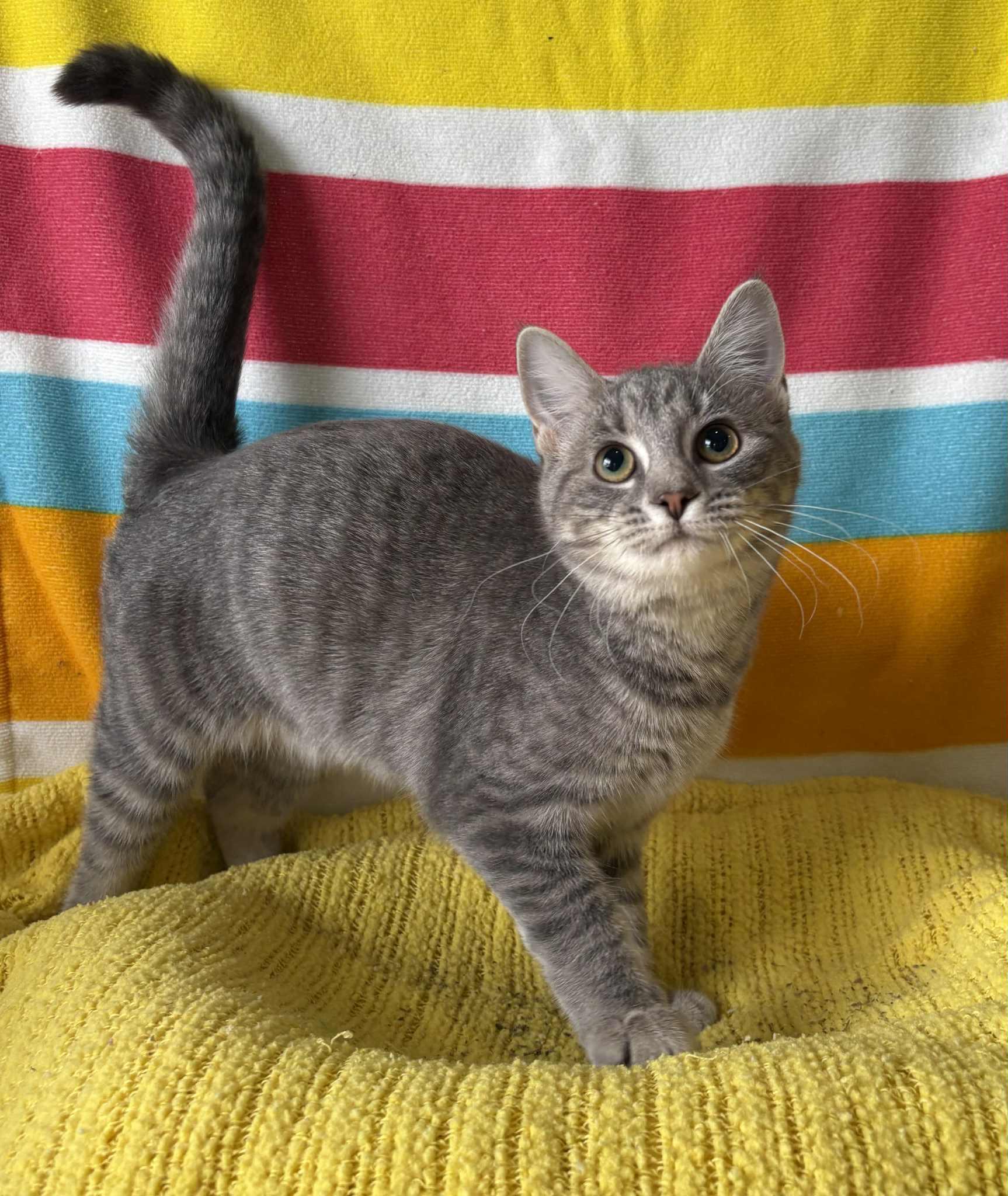 Shade, Adoptable, Young Female American Shorthair.