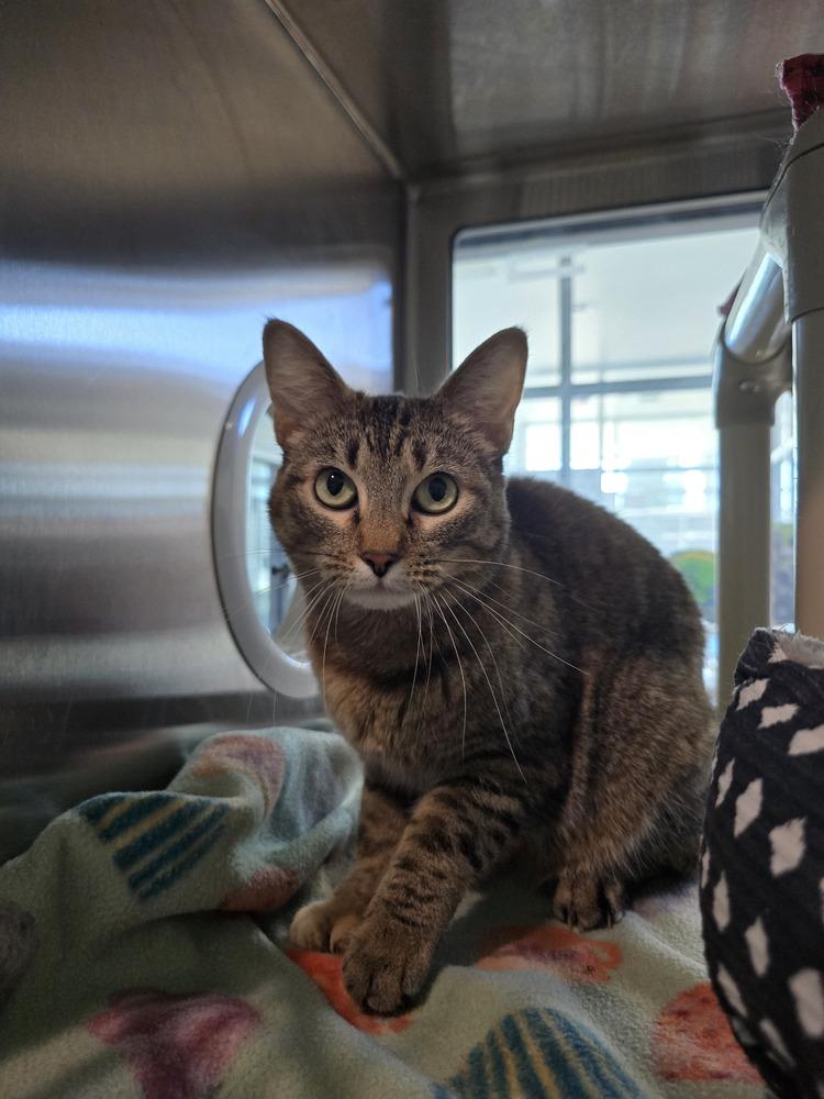 Enlarge Khaki, a Adoptable Domestic Short Hair in Wellington, KS image 1/6