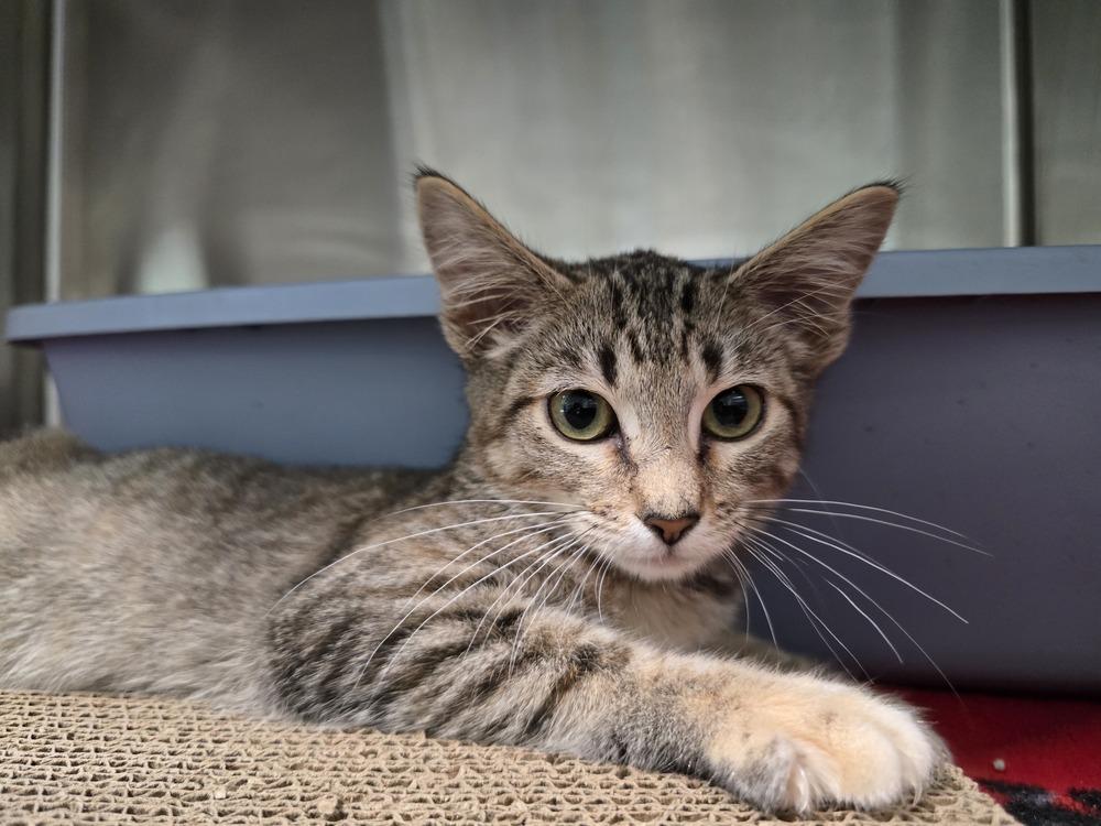 Enlarge Khaki, a Adoptable Domestic Short Hair in Wellington, KS image 2/6