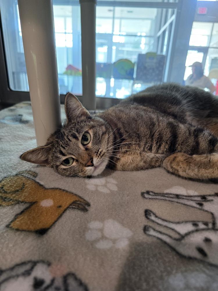 Enlarge Khaki, a Adoptable Domestic Short Hair in Wellington, KS image 3/6