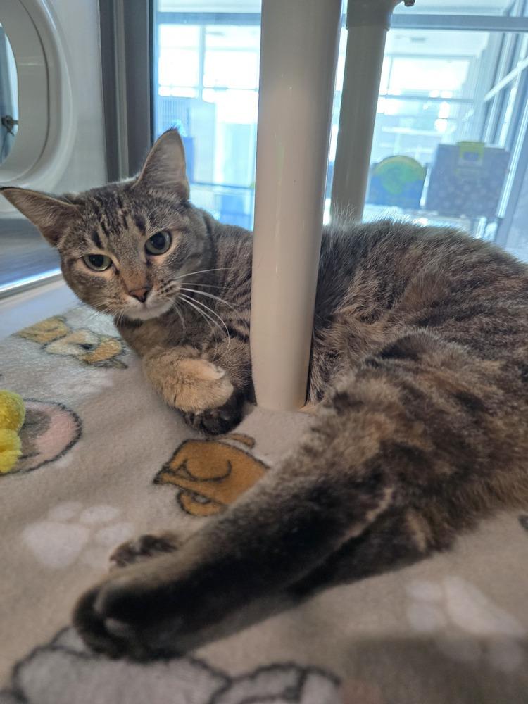 Enlarge Khaki, a Adoptable Domestic Short Hair in Wellington, KS image 4/6