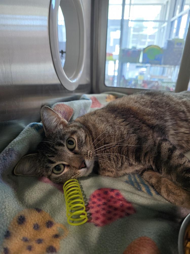 Enlarge Khaki, a Adoptable Domestic Short Hair in Wellington, KS image 5/6