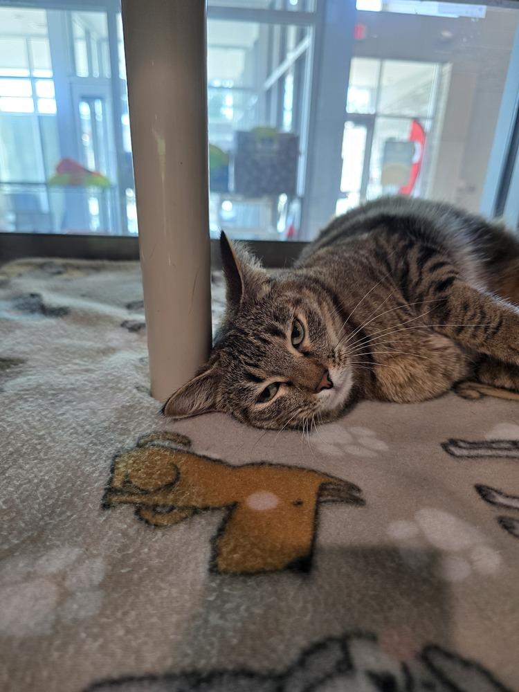 Enlarge Khaki, a Adoptable Domestic Short Hair in Wellington, KS image 6/6