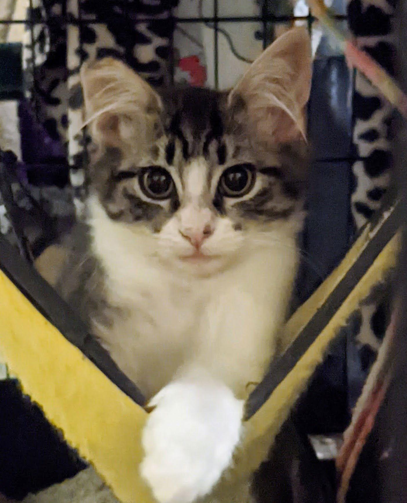 Rockette, Paper, Scissors Bonded Triplets