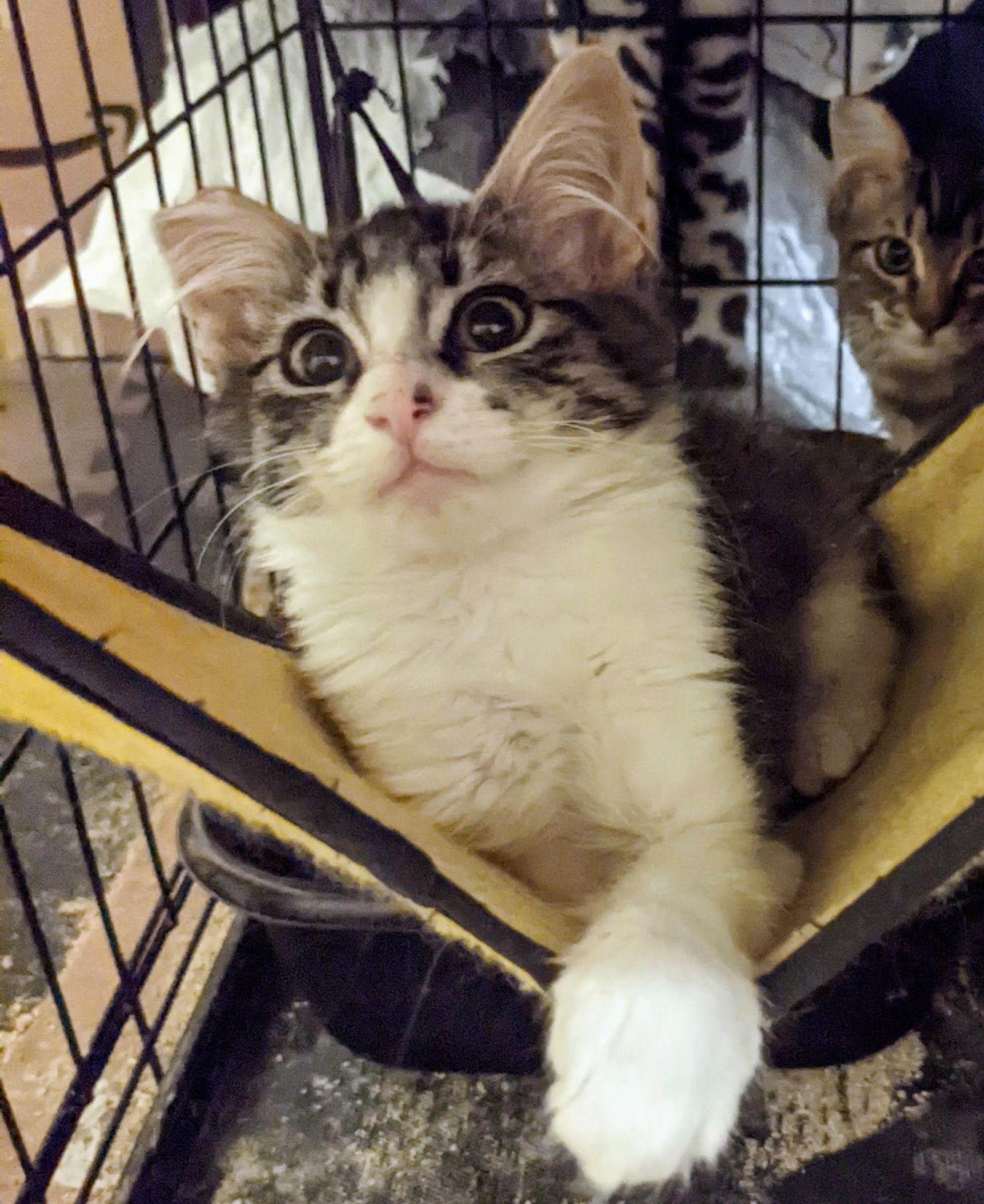 Rockette, Paper, Scissors Bonded Triplets — thumbnail 2