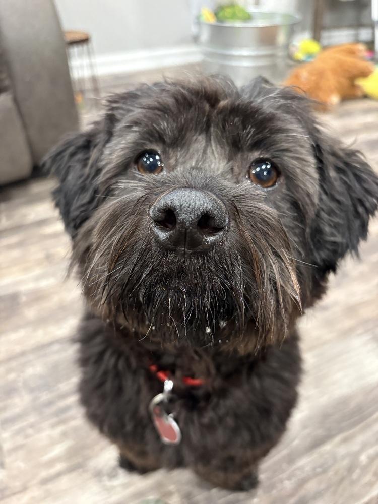 Enlarge Clint Black, a Adoptable mixed breed in Mundelein, IL image 1/6