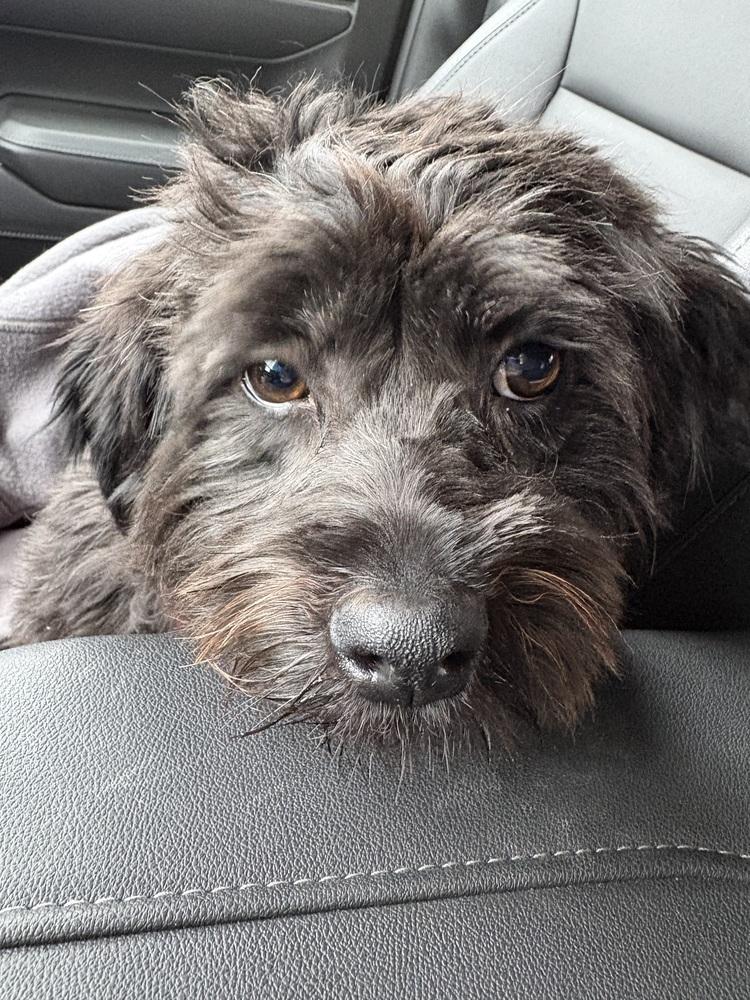 Enlarge Clint Black, a Adoptable mixed breed in Mundelein, IL image 2/6