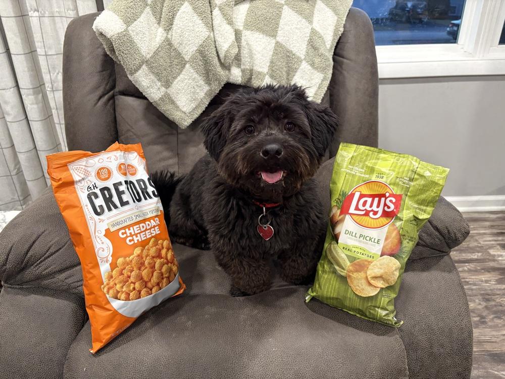 Enlarge Clint Black, a Adoptable mixed breed in Mundelein, IL image 3/6