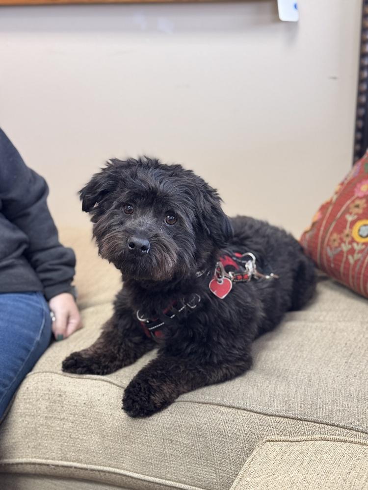 Enlarge Clint Black, a Adoptable mixed breed in Mundelein, IL image 4/6