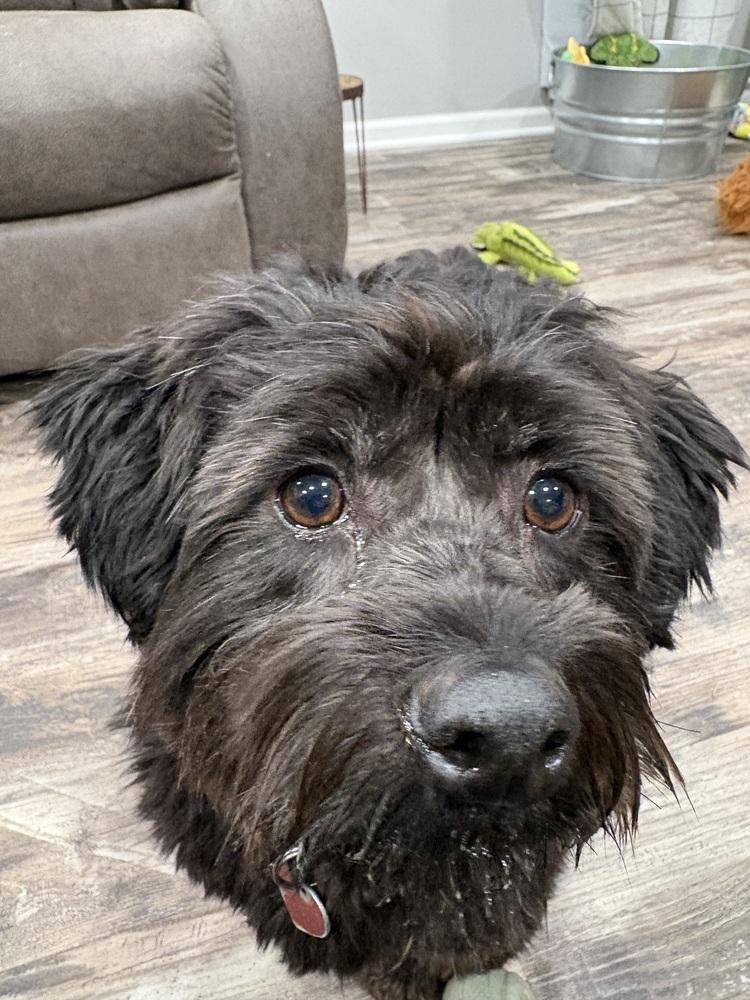 Enlarge Clint Black, a Adoptable mixed breed in Mundelein, IL image 5/6