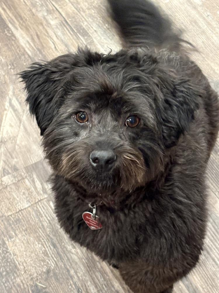 Enlarge Clint Black, a Adoptable mixed breed in Mundelein, IL image 6/6