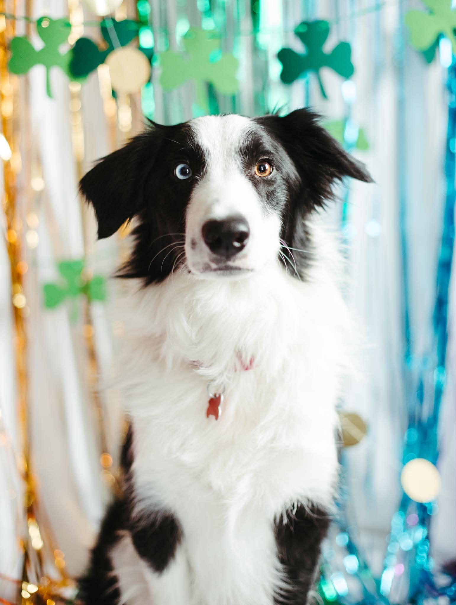 Enlarge Jimmy Dugan, a Adoptable Border Collie in Covert, MI image 2/3