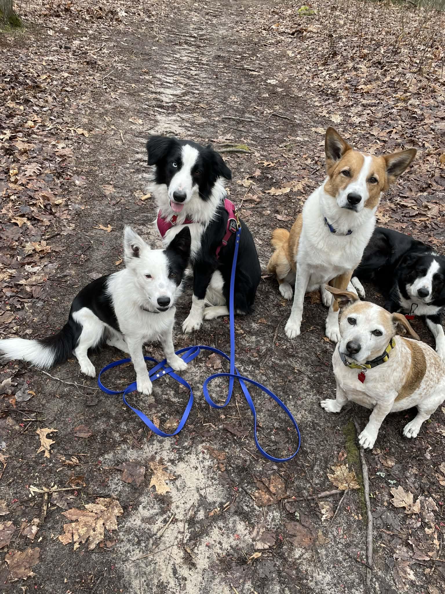 Enlarge Jimmy Dugan, a Adoptable Border Collie in Covert, MI image 3/3