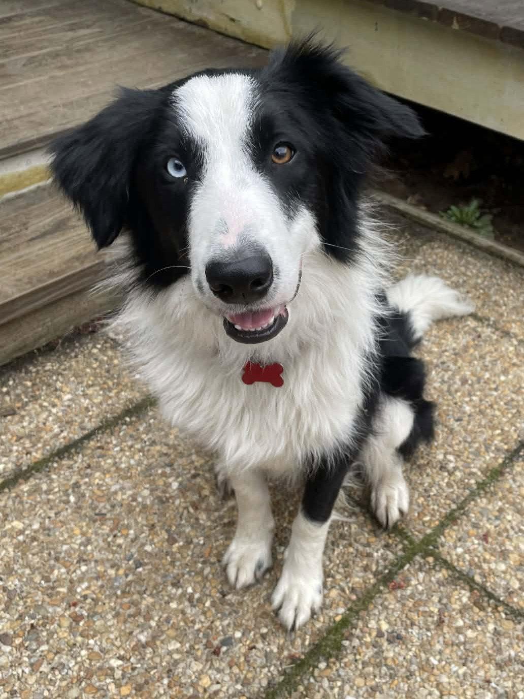 Enlarge Jimmy Dugan, a Adoptable Border Collie in Covert, MI image 1/3