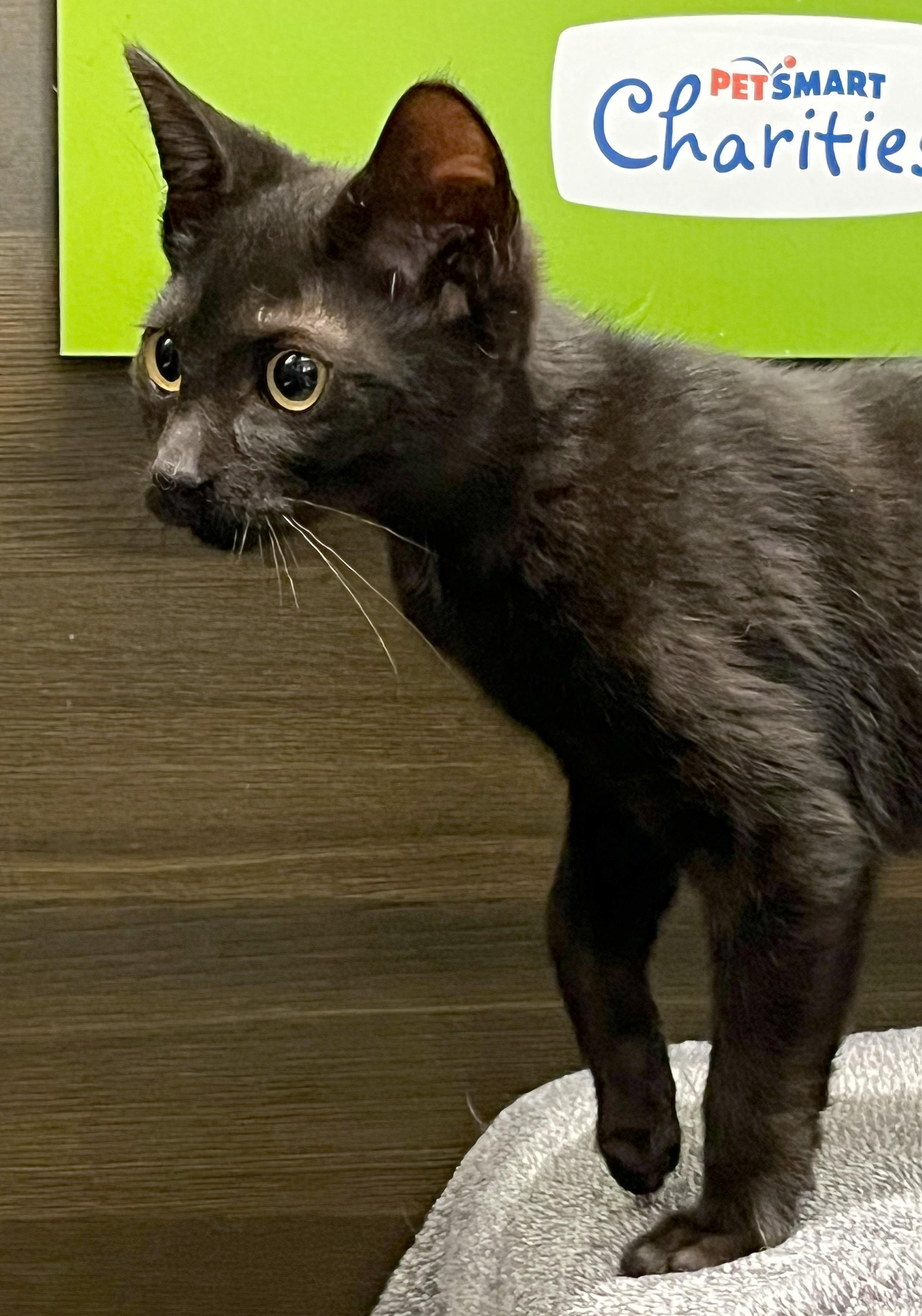 Jax