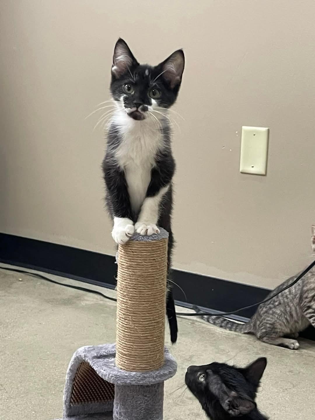 Uno, Rubiks, Domino & Jenga, Adopted, Kitten Male American Bobtail.